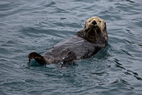 jpg Planes aren't the only kind of 'otters' that have flown in Southeast