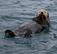 Planes aren't the only kind of 'otters' that have flown in Southeast; Local pilots helped transplant Aleutian otters in late 1960s