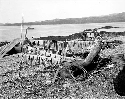 jpg Camping site of King Salmon trollers at Vallenar Point, 1902
