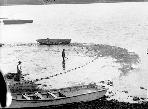 jpg Beach seining at Ketchikan Creek, circa 1898  