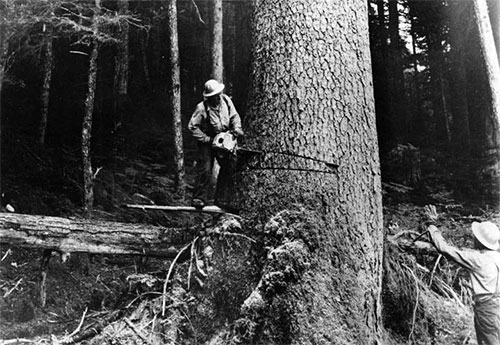 jpg Loggers, harvesting a large tree. Southeast Alaska.