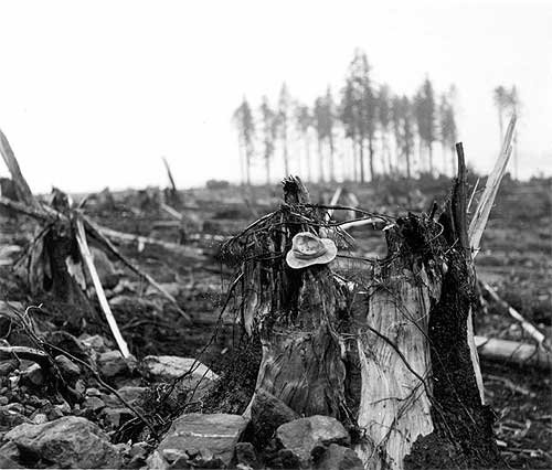 jpg Stump of living spruce tree broken off by the giant wave at Harbor Point, mouth of Lituya Bay