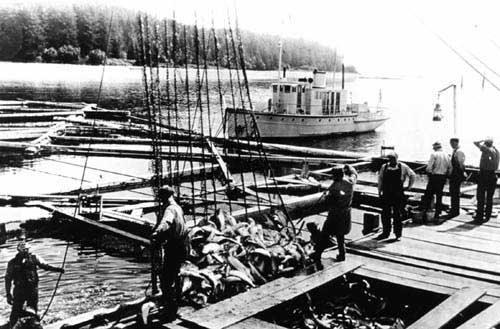 jpg A Floating Fish Trap: Ca. 1938