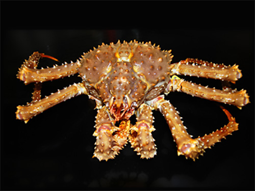 jpg Golden King Crab