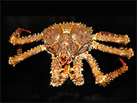 Alaska red king crab, snow crab fetch record prices; Crab updates from Southeast AK to Bering Sea