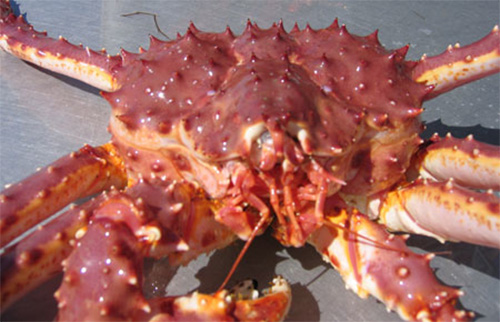 jpg Alaska red king crab, snow crab fetch record prices; Crab updates from Southeast AK to Bering Sea 