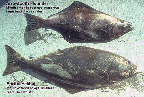 jpg Stomachs Could Solve Mystery of Smaller Alaska Halibut 