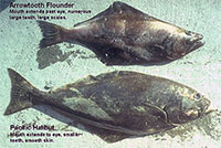 Stomachs Could Solve Mystery of Smaller Alaska Halibut 