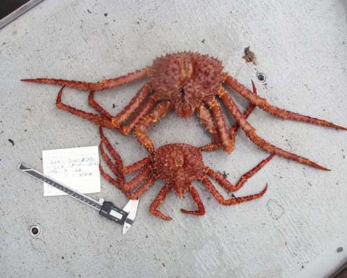 jpg golden king crab