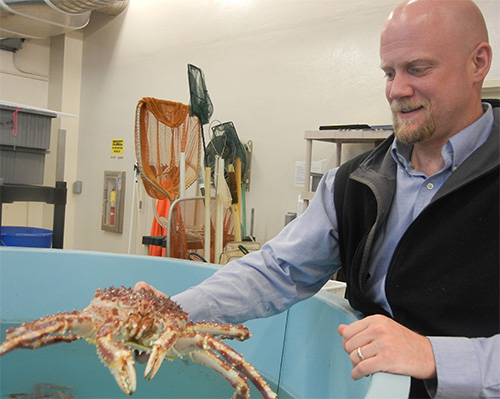 jpg Bering Sea crab stocks show impacts of acidic oceans