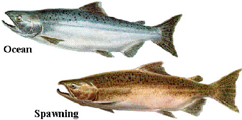jpg Finding clues to Alaska's Chinook Salmon Decline