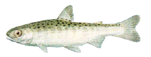 jpg Smolt Stage Chinook Salmon