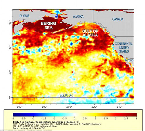 jpg Pacific Ocean "Blob" Concerns Scientists 