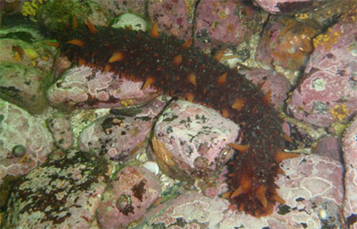 jpg The Red Seacucumber is a common species distributed from Mexico to Southeast Alaska 