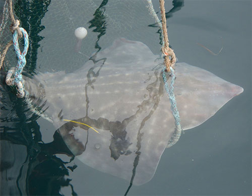 jpg A tagged big skate is released back into the water.