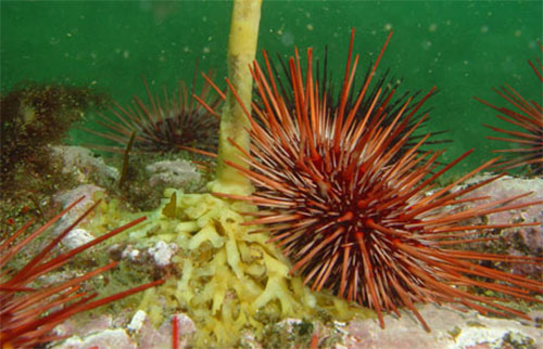 jpg Urchin fishery harvest down