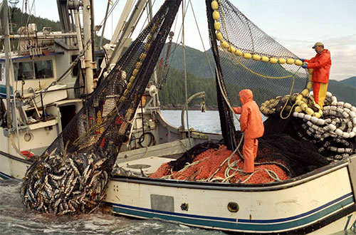 jpg Economic Value of Alaska's Seafood Industry