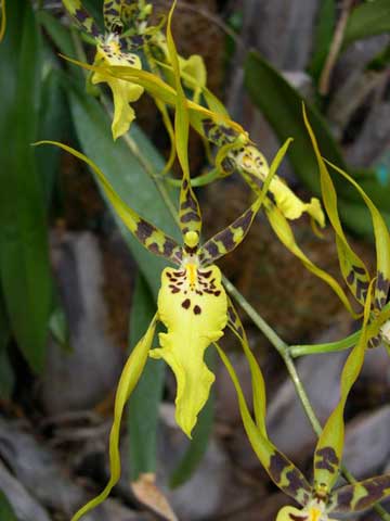 jpg Orchid
