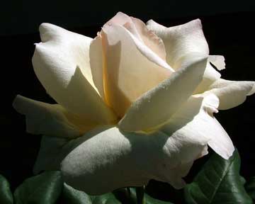 jpg White Rose