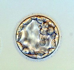 jpg Blastocyst