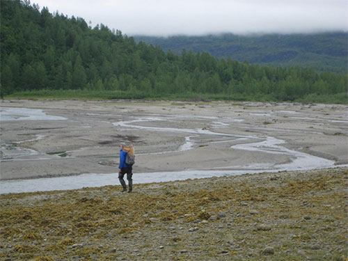 jpg Vivid Stream, in Glacier Bay, came out from under glacier ice in the last century and now has thousands of pink salmon spawning in it.