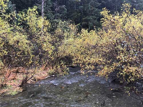 jpg Steep Creek, by the Mendenhall Glacier, was created since the retreat of glacial ice in the last 100 years. 