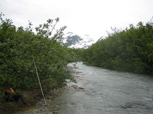 jpg Stonefly Creek, in Glacier Bay, came out from under glacier ice in the last century and now has thousands of pink salmon spawning in it. 