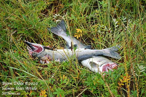 jpg Salmon with the heads almost surgically removed are a sure sign that wolves have been fishing nearby.