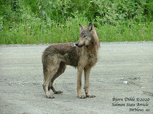 jpg A desperate, hungry male wolf stands along a road in Gustavus, Alaska shortly after chasing a small dog into the photographer’s house and skidding to a stop outside the door.