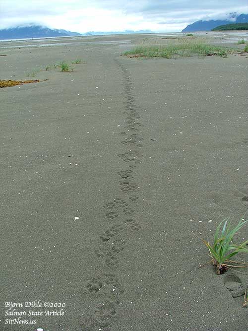 jpg Wolf tracks trail off into the horizon on a Southeast Alaska beach.