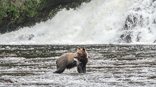 jpg Southeast bear snacks on salmon.