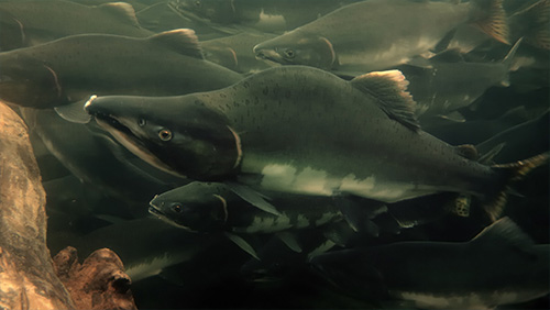 jpg Southeast pink salmon forecast cause for concern, cause for conservation 