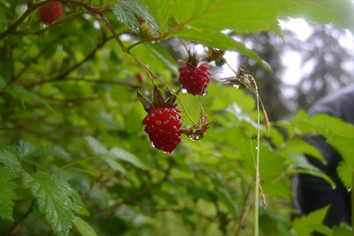 jpg Salmonberries hang fat from a bush on a recent summer.