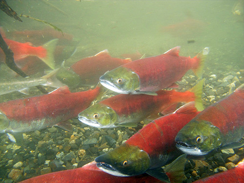 jpg Sockeye salmon school in a small Bristol Bay creek in the summer of 2018.