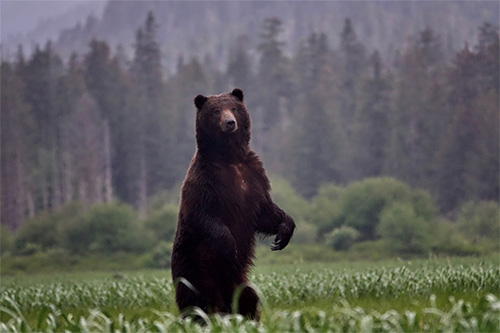 jpg Brown bear standing up Admiralty Island