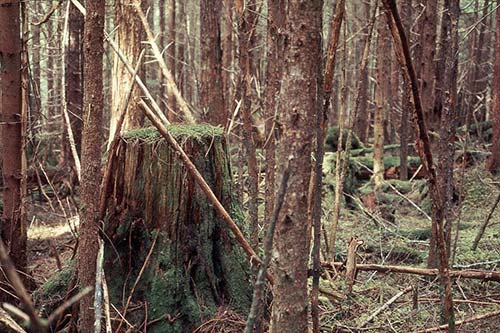 jpg A sixty-year-old second growth forest stand on Admiralty Island. J