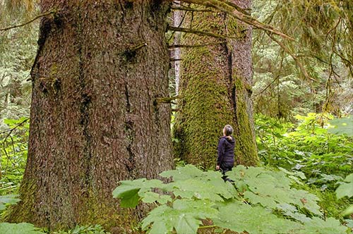 jpg large-tree old-growth stand in Saook Bay on northeastern Baranof Island. 