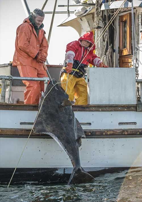 jpg Fishermen in the Alaskans Own fleet — Linda Behnken, executive director of the Alaska Longline Fishermen’s Association, AO’s parent organization, at right — haul in halibut. 