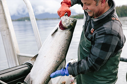 jpg Sitka Salmon Shares fisherman-owner John Skeele pulls in king salmon.