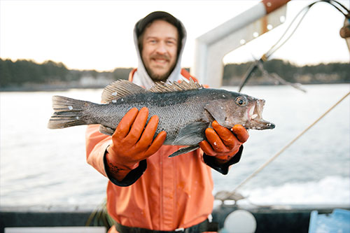 jpg Sitka Salmon Shares fisherman-owner Ryan Horwath holds up a jig-caught black rockfish from Kodiak - Sitka Salmon Shares fisherman-owner Ryan Horwath holds up a jig-caught black rockfish from Kodiak. 