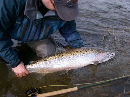 jpg Hunting for fish in Alaska’s steelhead-bearing rivers and streams  By MARY CATHARINE MARTIN