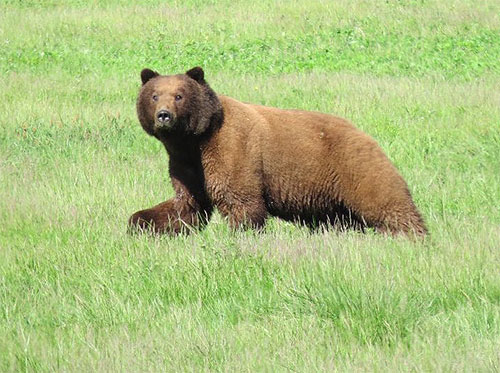 jpg An Admiralty Island brown bear walks through Pack Creek. Pack Creek is the only current bear-viewing area on Admiralty (called, in Lingít, Kootznoowoo), known for its dense concentration of brown bears — one per square mile.