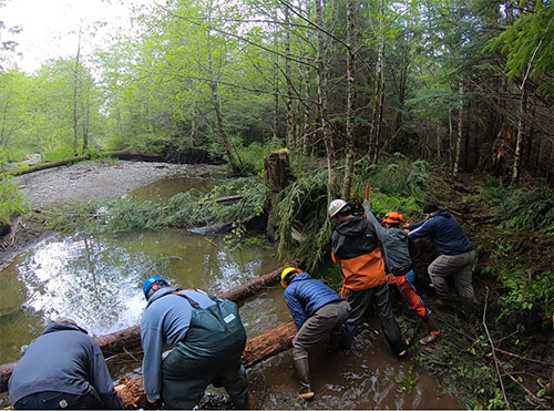 jpg Restoring trees to creeks can help recreate natural conditions.