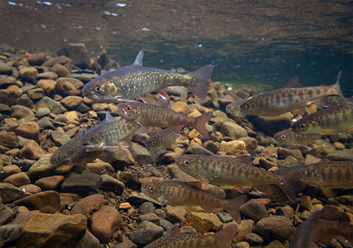 jpg Coho salmon and Arctic char aggregate while feeding on sockeye salmon eggs. While coho derive much of their summer growth from invertebrates, char may rely entirely on sockeye salmon eggs, fry, and smolt. 
Photo by Jonny Armstrong.