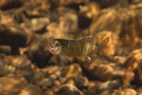 jpg An age-zero coho struggles to swallow a sockeye egg. In warmer streams, juvenile coho are more likely to grow large enough to exploit food subsidies from sockeye salmon. 
Photo by Jonny Armstrong. 