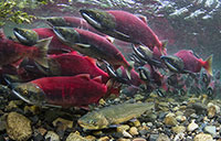 The impossible journey of the juvenile coho; Study shows river systems behave like financial 