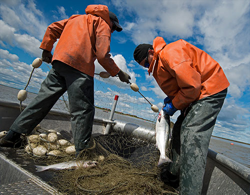 jpg Commercial set netters pick salmon from their net in Bristol Bay.