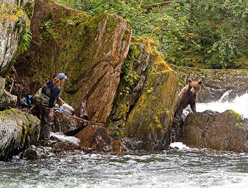 jpg Sweetheart Creek south of Juneau is a popular fishing location for both bears and people.