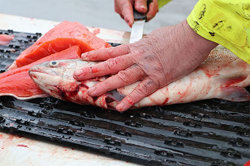 jpg Low Copper River sockeye return effects ripple outward
Dipnetters optimistic; ADF&G making decisions ‘week-by-week’ 