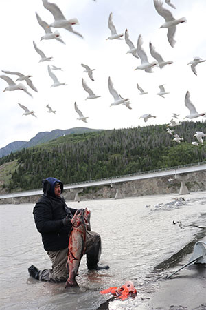 jpg Tasi Fosi of Anchorage, who has been dipnetting in Chitina since 1991, holds up two king salmon on July 9, 2018 as seagulls hover overhead. 